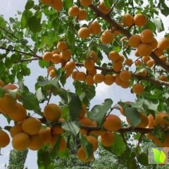 蒲城东王屈洋洋4月凯特杏杏子