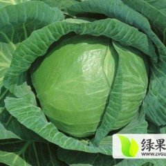 沛县王宪锋有好甘蓝13813266737