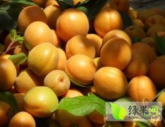 大荔同洲朱良喜4月大棚金太阳杏杏子