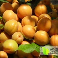 大荔同洲朱良喜4月大棚金太阳杏杏子