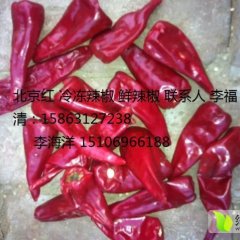 400吨北京红鲜辣椒出售 颜色好