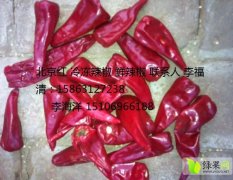 400吨北京红鲜辣椒出售 颜色好