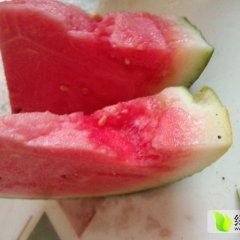 供应京欣西瓜