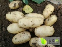 滕州东郭徐元章4月荷兰十五土豆