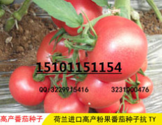丰台番茄种子香甜可口,莲宝李诚信合作