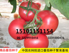 北京高产粉果番茄种子