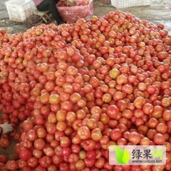 费县薛庄梁富纯4月硬粉西红柿