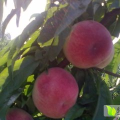 河南开封千亩突围桃即将成熟上市