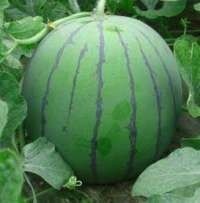 安徽砀山最大的瓜果蔬菜供应基地