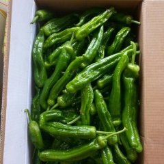 江苏东台大果168辣椒名优产品