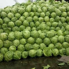 山东郯城中甘21甘蓝陆续上市