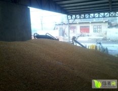 华县玉米 小麦库房常年有货