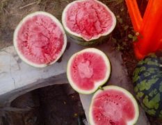 广东花皮七号西瓜营养丰富