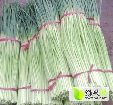 2015年河南中牟蒜薹价格