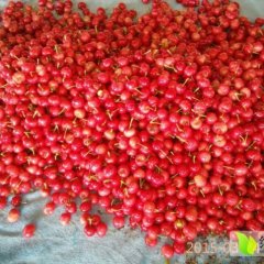 平度云山贺l龙4月红灯樱桃