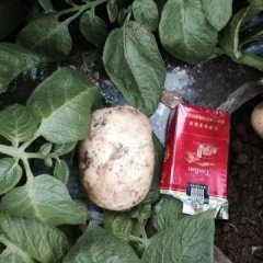 山东泗水荷兰十五土豆营养丰富