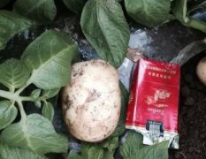 山东泗水荷兰十五土豆营养丰富