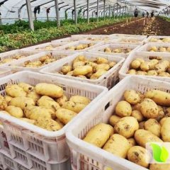 滕州龙阳张钦忍4月荷兰十五土豆