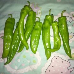 滦南县姚王庄王泽鹏4月-6月辣椒