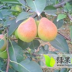大荔县道香红香酥梨出售