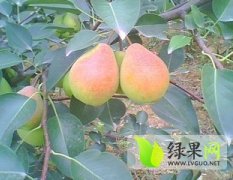 大荔县道香红香酥梨出售