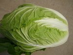 2015年山东莘县菊锦春白菜价格