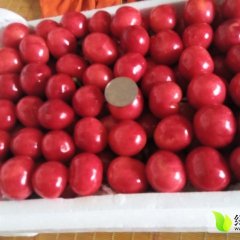 山东安丘红灯樱桃欢迎合作