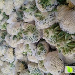 江苏沛县大量供应白面青梗松花菜