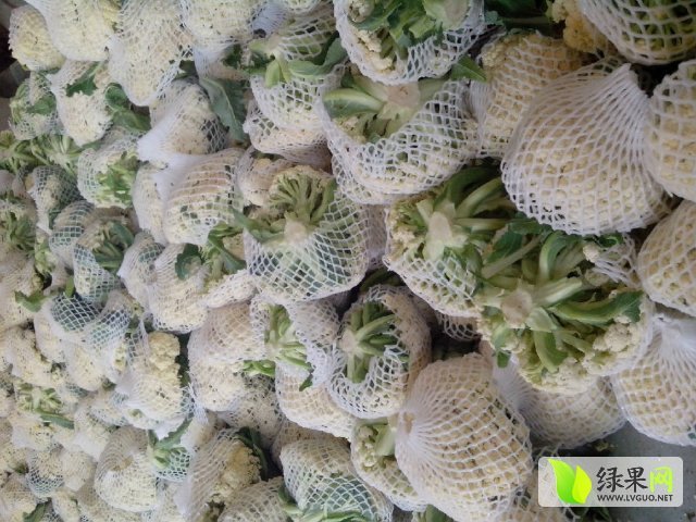 2016年江苏沛县白面青梗松花菜价格