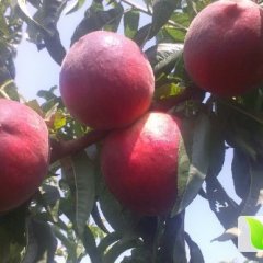 山东费县春雪蜜桃质量上乘