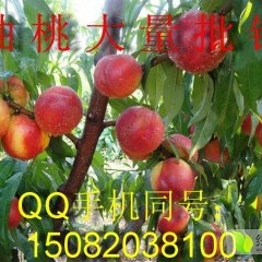 云南开远油桃即将上市