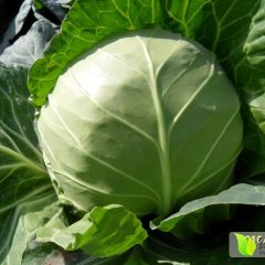 金乡王丕街道种植蔬菜历史悠就久