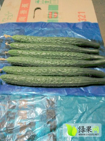 2015年河南夏邑德瑞特721黄瓜价格