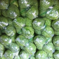 山东金乡春玉甘蓝质量上乘