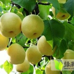 蒲城梨名优产品,陈庄小屈诚信合作