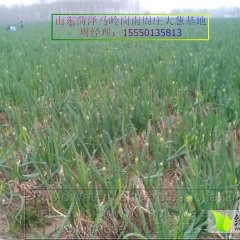 牡丹马岭周广利4月铁杆大葱