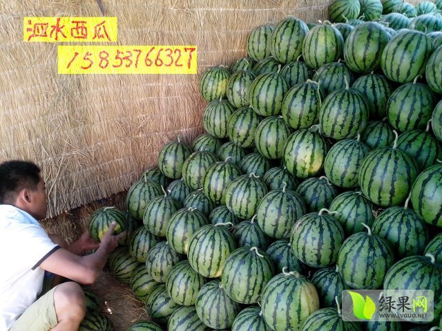 2013年山东泗水地雷瓜价格