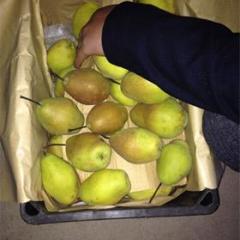 大量供应冷库红香酥梨1.85