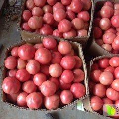 中牟官渡邱学通4月硬粉西红柿