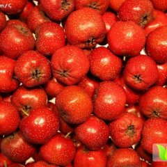 平邑地方杨总8月大金星山楂