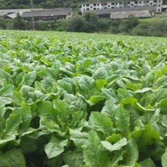 供应四川金川雪域高原无公害圆叶莴苣