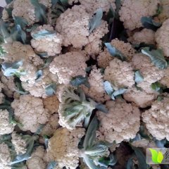 2015沛县青梗散花菜大量上市了