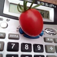 山东莘县千禧圣女果产地代办