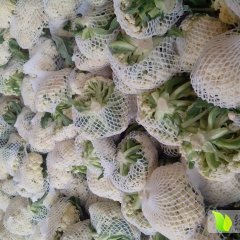 沛县菜花价格行情平稳徐州张先生诚信合作