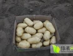 安丘土豆已少量上市，价格不稳定