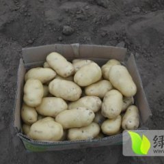 安丘土豆已少量上市，价格不稳定