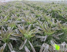 山东苍山地区常年种植红莴苣
