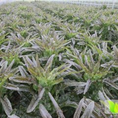 山东苍山地区常年种植红莴苣