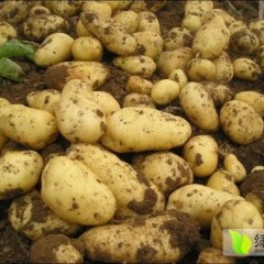 大量供应早春大棚土豆（山东泰安肥城）