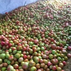 费县山东董月凯10月金鹏西红柿